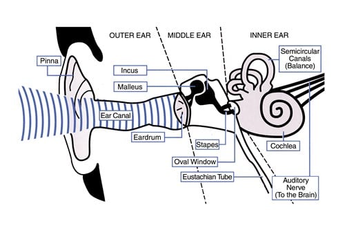 Diagram of the entire ear system.